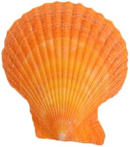 Colorful 50+ Pcs Scallop Shell Natural Mixed Color Seashells - Image 6