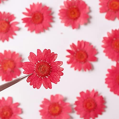 50pcs Natural Dried Daisy Flower, Vacuum Packaging, Pressed Flower - Image 2