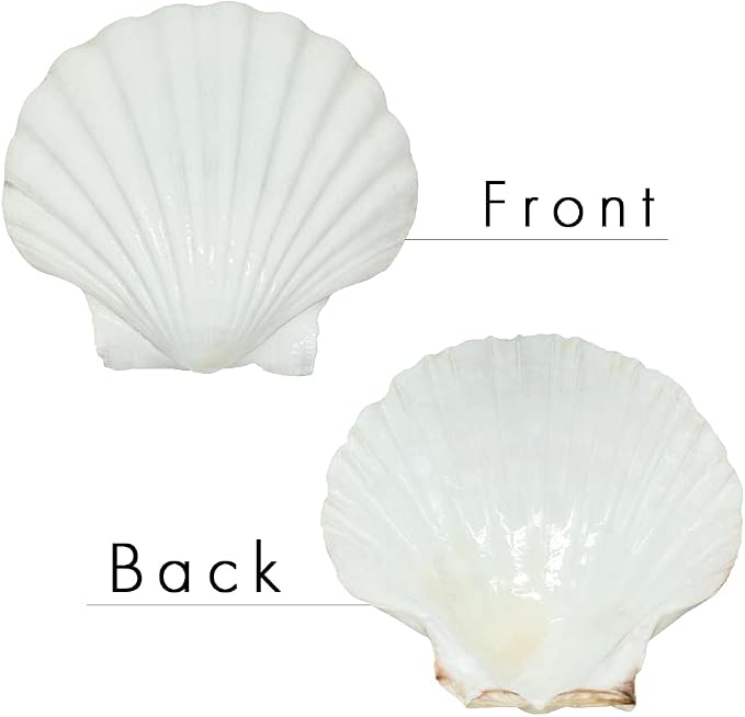 15 PCS 3.5-4 inch Large Scallop Shells Baking Sea Shells Large Natural White - Image 2