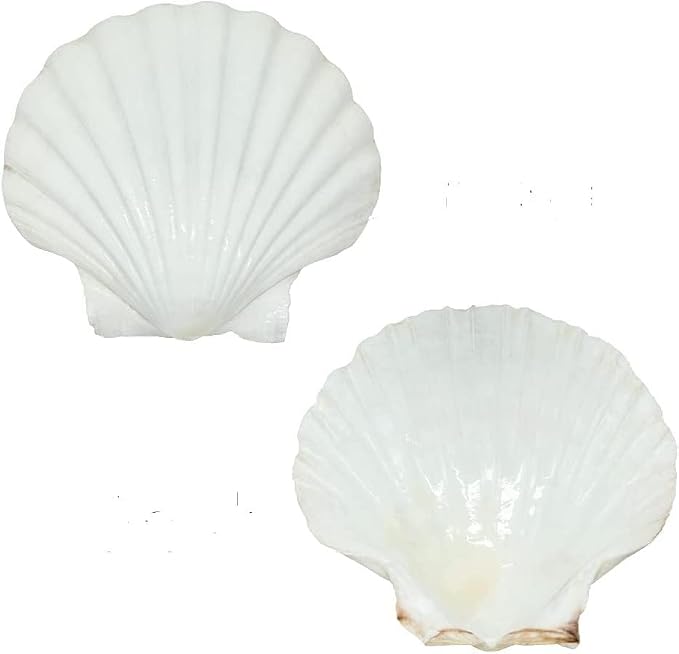 SEAJIAYI 10 PCS Large Scallop Shells 4-5 inch Natural White Scallop Shells from - Image 5