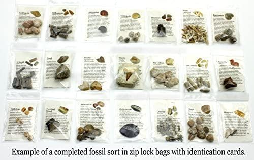 DANCING BEAR Fossil Collection Sorting Activity Kit - Image 5