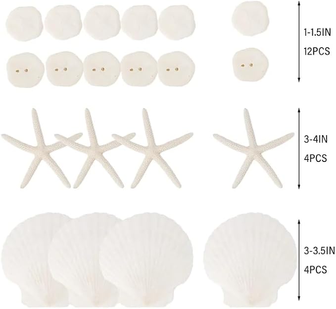 JQAQJU 20PCS Sea Shells for Crafting 3-4", Mini Sand Dollars Starfish Decor for - Image 2