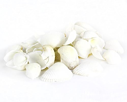 Super Z Outlet Sea Shells Mixed Beach Seashells - Image 6