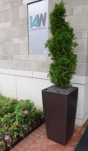 Mosser Lee Spanish Moss – Natural Decorative Moss - Image 4