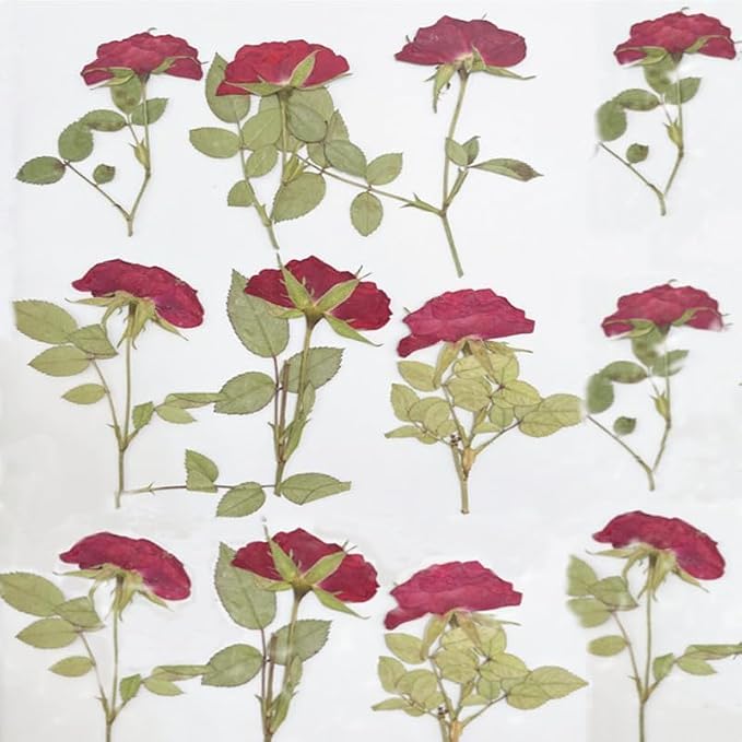 12 Pcs Nauture Dried Pressed Rose, Real Dried Pressed Flowers - Image 4