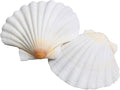 LUCKY BABY 16pcs Scallop Shells White Natural Sea Shells by LUCKYBABY