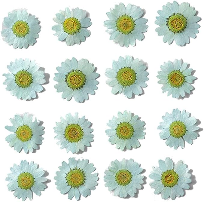 50pcs Natural Dried Daisy Flower, Vacuum Packaging, Pressed Flower by YUNZHI