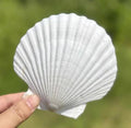 SEAJIAYI 10 PCS Large Scallop Shells 4-5 inch Natural White Scallop Shells from by SEAJIAYI