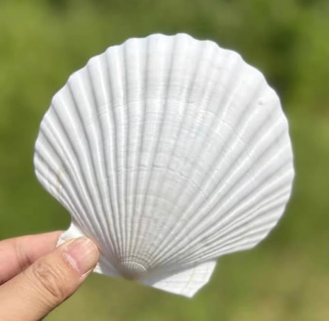 SEAJIAYI 10 PCS Large Scallop Shells 4-5 inch Natural White Scallop Shells from by SEAJIAYI