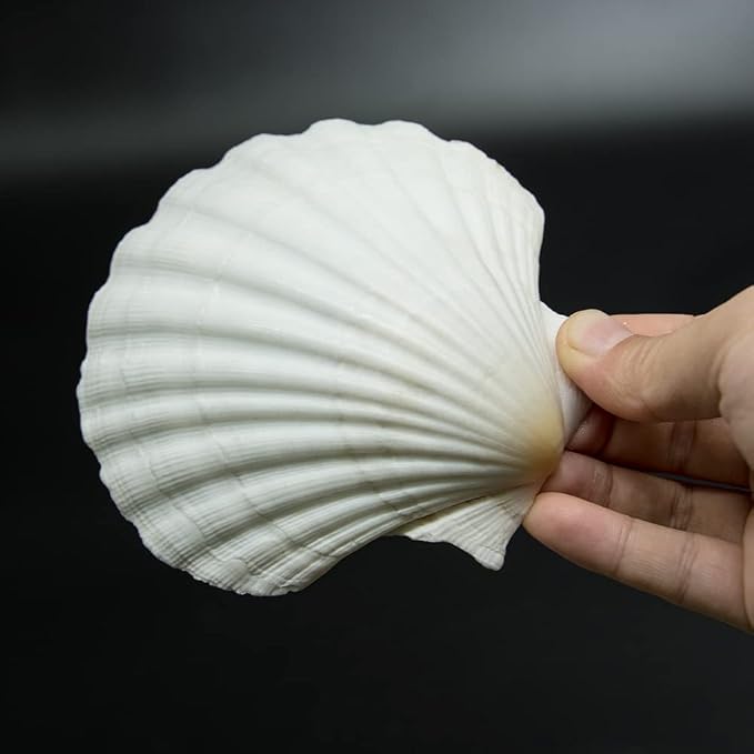 15 PCS 3.5-4 inch Large Scallop Shells Baking Sea Shells Large Natural White by SEAJIAYI