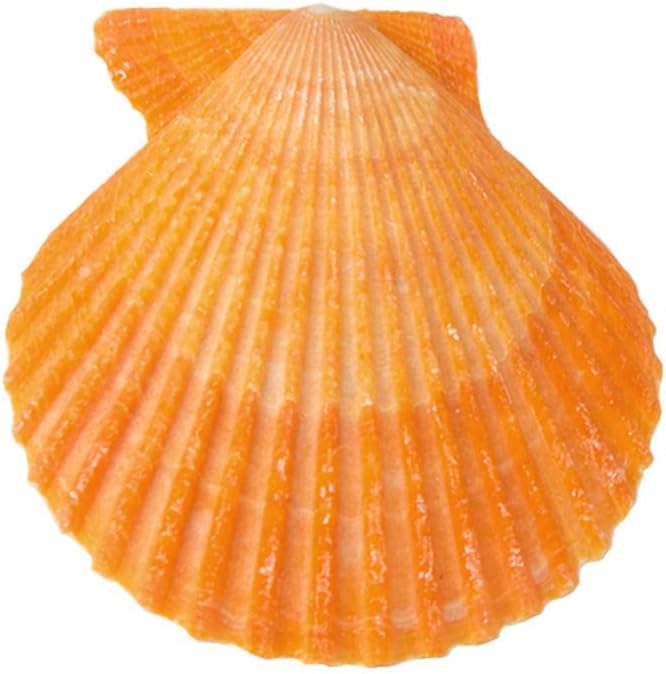 Yellow Sea Shells 50+ Pcs Scallop Shells - Image 2
