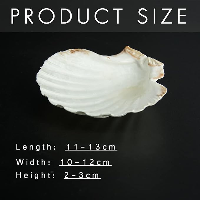 15 PCS 3.5-4 inch Large Scallop Shells Baking Sea Shells Large Natural White - Image 4