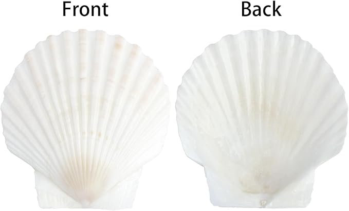 Mkobon 10 PCS Natural Scallop Shells - Image 6