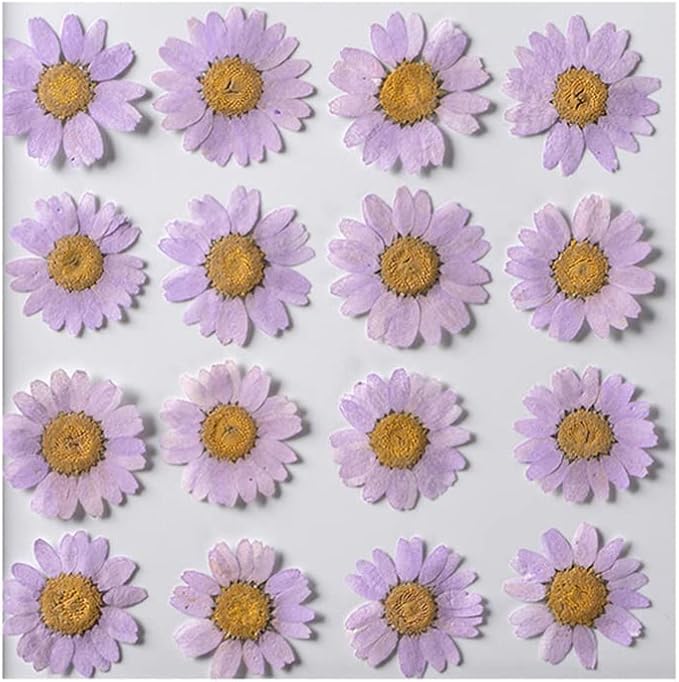 50pcs Natural Dried Daisy Flower, Vacuum Packaging, Pressed Flower by YUNZHI
