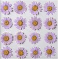 50pcs Natural Dried Daisy Flower, Vacuum Packaging, Pressed Flower by YUNZHI