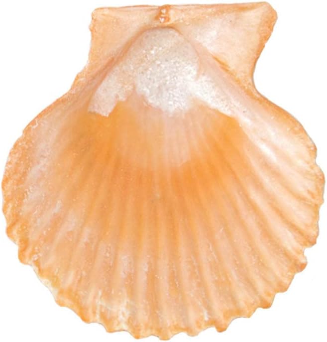 Yellow Sea Shells 50+ Pcs Scallop Shells - Image 5