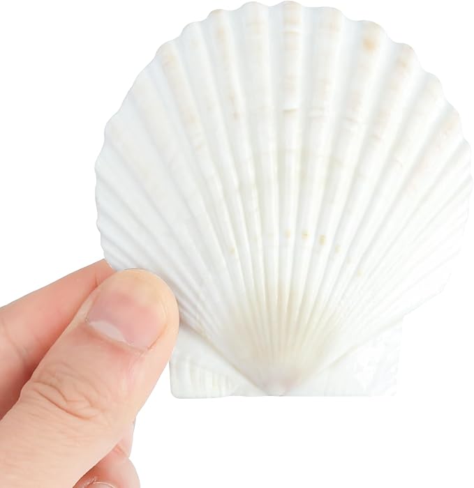 Mkobon 10 PCS Natural Scallop Shells - Image 2