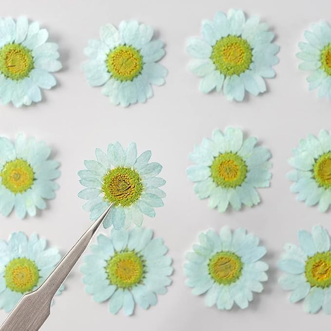 50pcs Natural Dried Daisy Flower, Vacuum Packaging, Pressed Flower - Image 3
