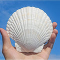 QEQEKAKA 10PCS Large Scallop Shells by QEQEKAKA