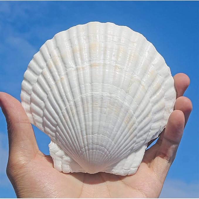 QEQEKAKA 10PCS Large Scallop Shells by QEQEKAKA