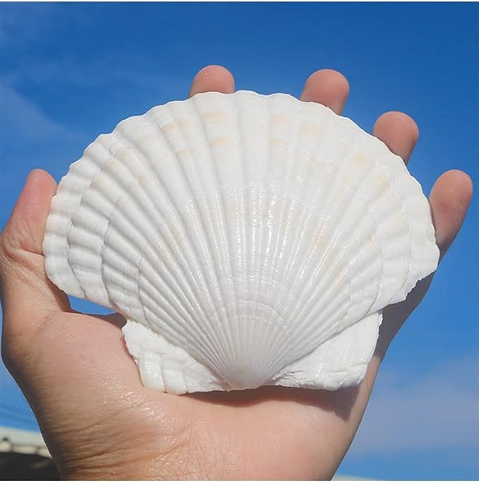 QEQEKAKA 6PCS Large Scallop Shells - Image 7