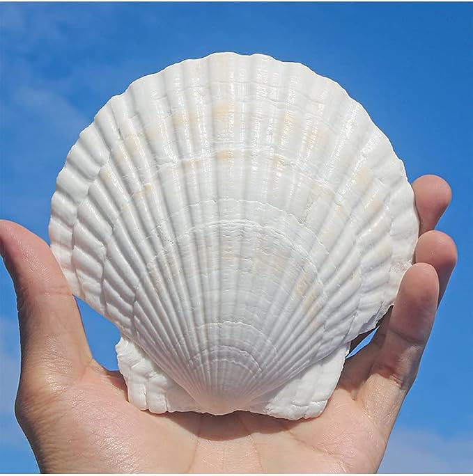 QEQEKAKA 6PCS Large Scallop Shells - Image 8