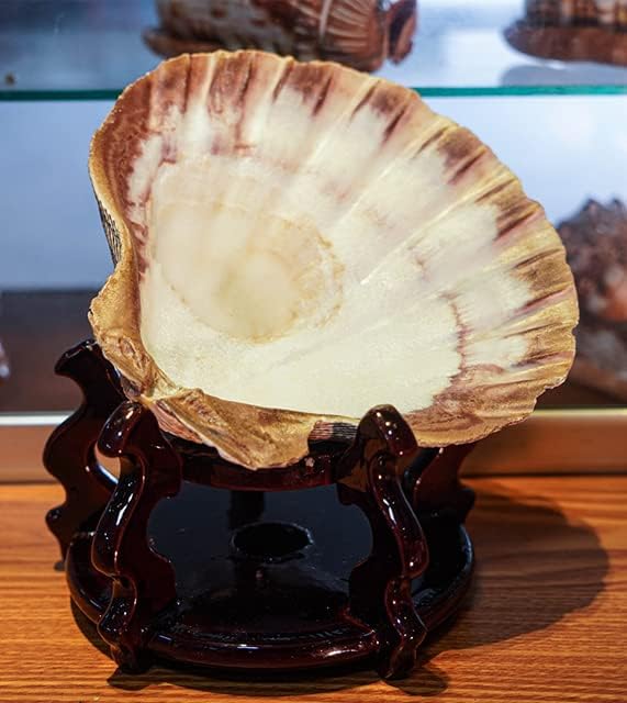 2 PCS Large Great Orange Lions Paw Scallop 5-6" Shells - Image 4