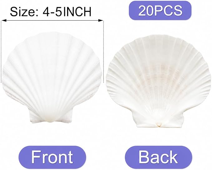 denking 20 PCS Large Scallop Shells 4-5 inch Natural White Seashells - Image 2