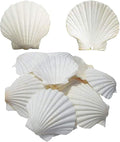 SEAJIAYI 6PCS Scallop Shells for Serving Food, Baking Shells Large Natural by SEAJIAYI