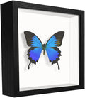 5x5 Small Shadow Box Frame Display Case, Display Case Box by TOUYINGER