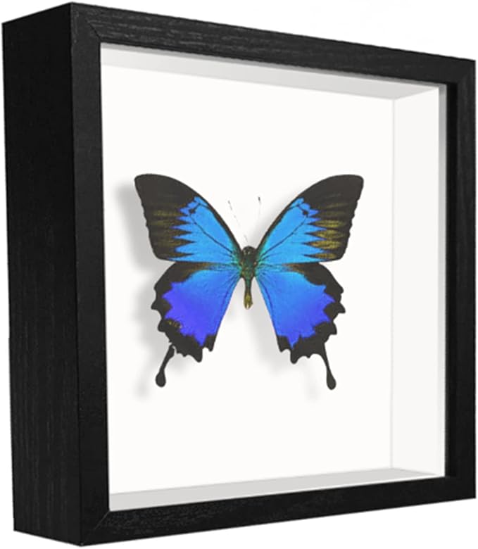 5x5 Small Shadow Box Frame Display Case, Display Case Box by TOUYINGER