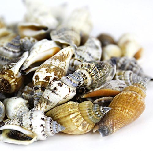 Super Z Outlet Sea Shells Mixed Beach Seashells - Image 4