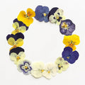 48 Pcs Mixed Pansy Dried Pressed Flowers by Unknown
