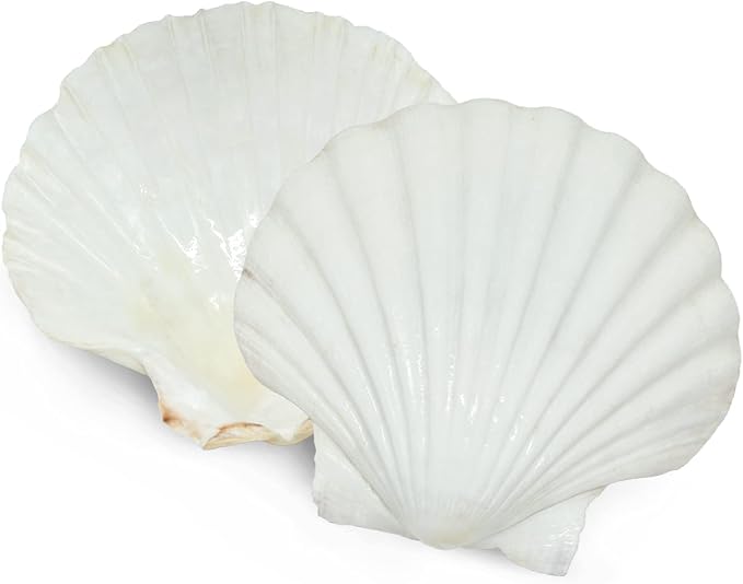 15 PCS 3.5-4 inch Large Scallop Shells Baking Sea Shells Large Natural White - Image 5