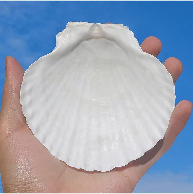 QEQEKAKA 6PCS Large Scallop Shells - Image 2