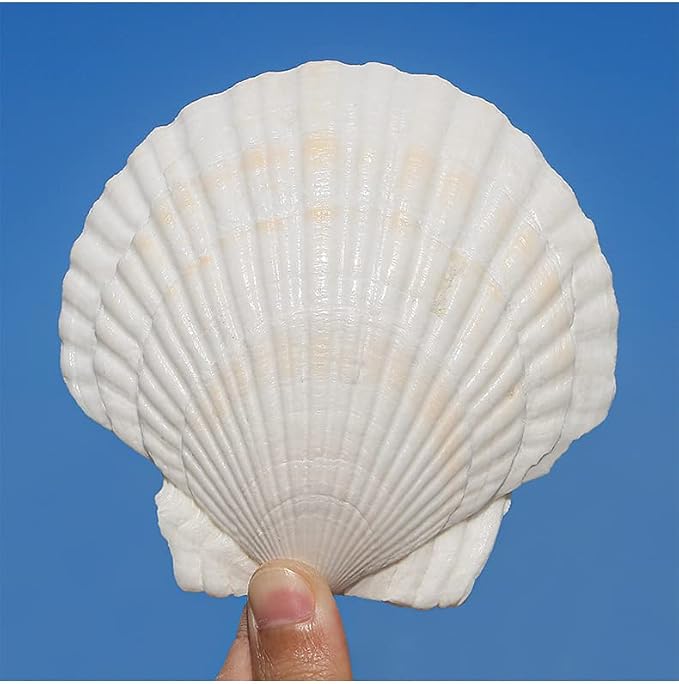 QEQEKAKA 10PCS Large Scallop Shells - Image 8