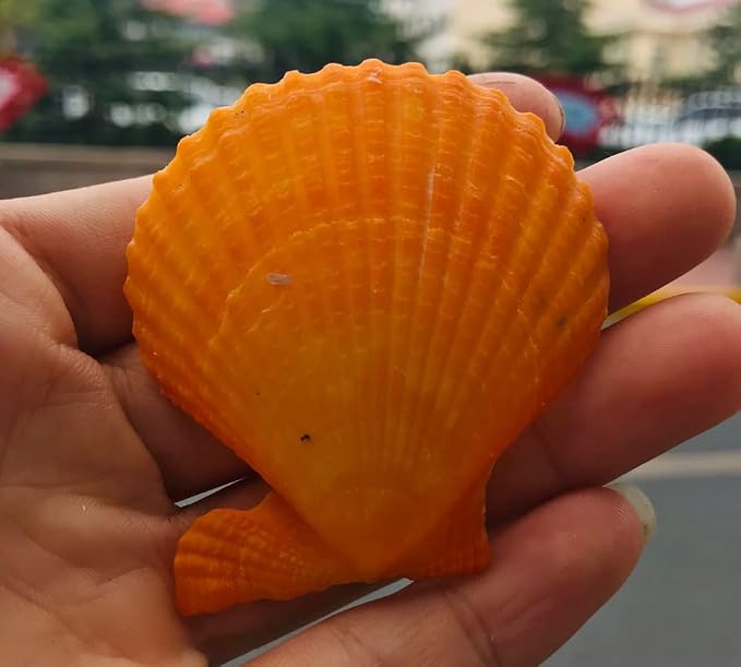 Yellow Sea Shells 50+ Pcs Scallop Shells - Image 7
