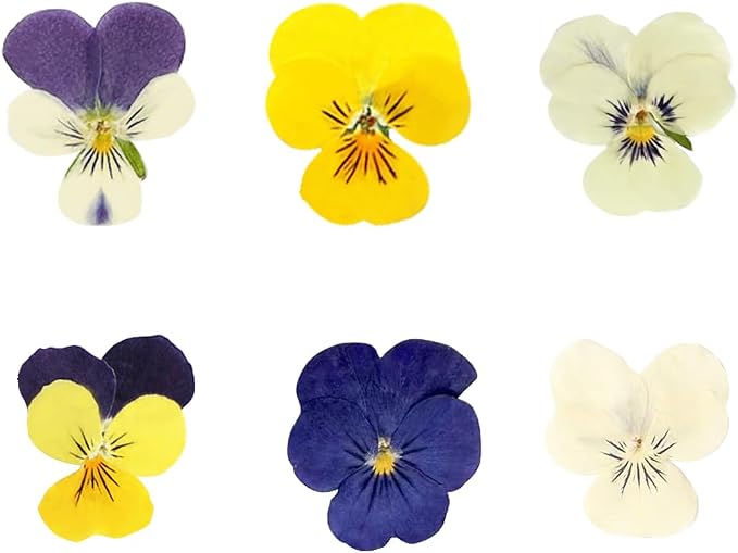 48 Pcs Mixed Pansy Dried Pressed Flowers - Image 2