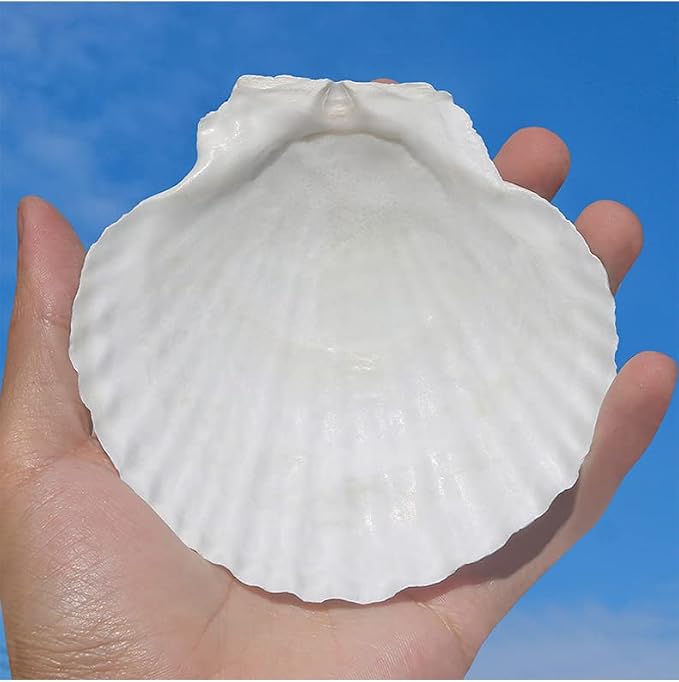 QEQEKAKA 10PCS Large Scallop Shells - Image 2