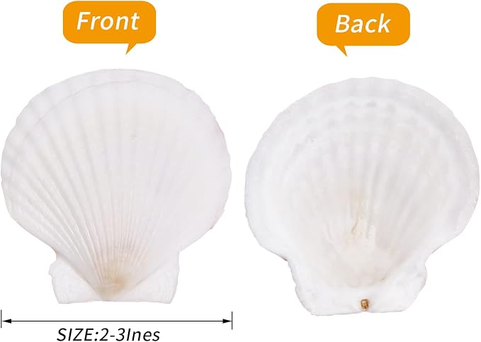 30PCS Natural Scallop Shells White Sea Shells - Image 2