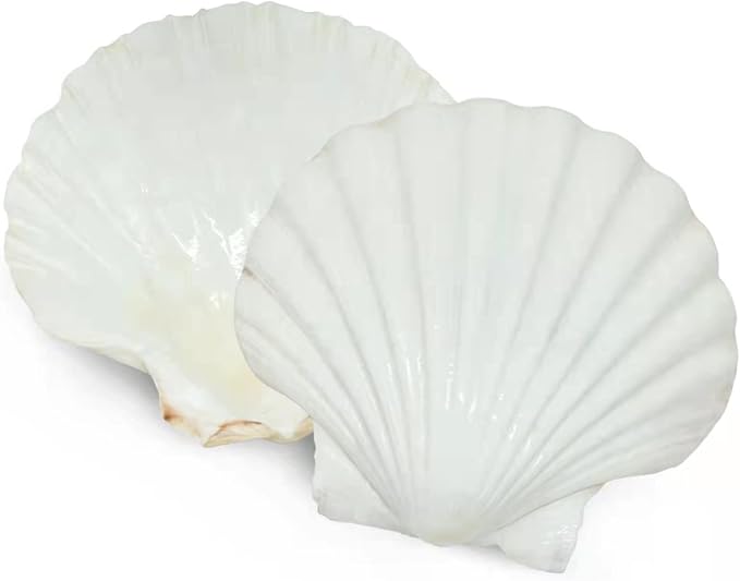 SEAJIAYI 20 pcs 2-3 inch Natural Scallop Shells White Sea Shells from Sea Beach - Image 6