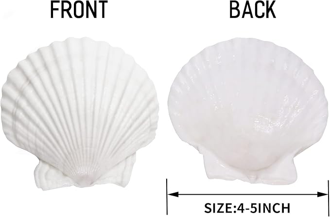 Giftvest 10PCS Sea Shells White Scallop Shells - Image 2