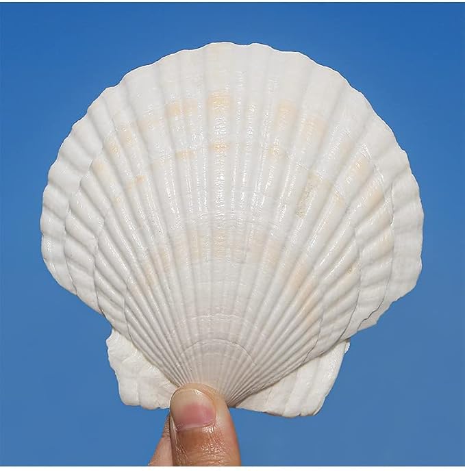 QEQEKAKA 6PCS Large Scallop Shells by QEQEKAKA