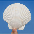 QEQEKAKA 6PCS Large Scallop Shells by QEQEKAKA