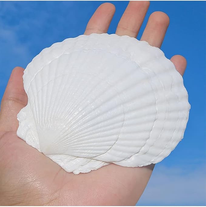QEQEKAKA 6PCS Large Scallop Shells - Image 6