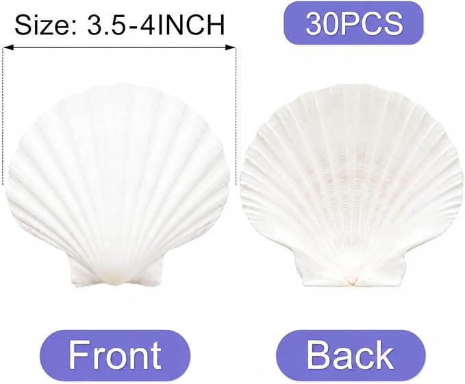 denking 30 PCS Large Scallop Shells 3.5-4 inch Natural White Seashells - Image 2