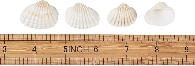 Small Tiny Sea Shells White Clam Bulk Natural Seashell - Image 5