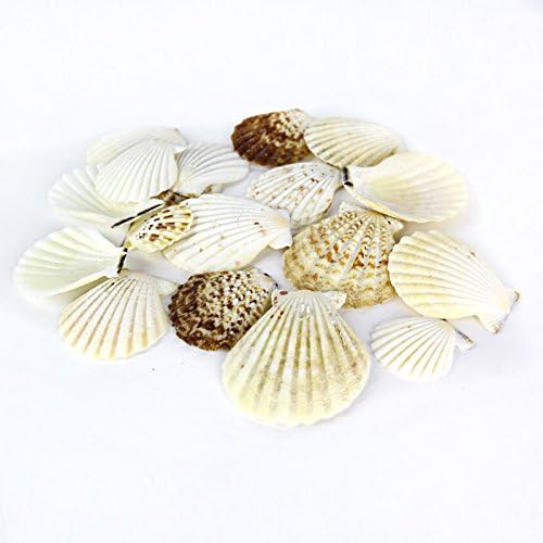 Super Z Outlet Sea Shells Mixed Beach Seashells - Image 5