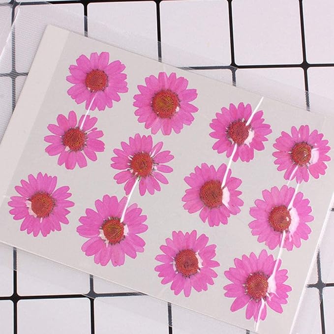 50pcs Natural Dried Daisy Flower, Vacuum Packaging, Pressed Flower - Image 2