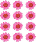 50pcs Natural Dried Daisy Flower, Vacuum Packaging, Pressed Flower by YUNZHI